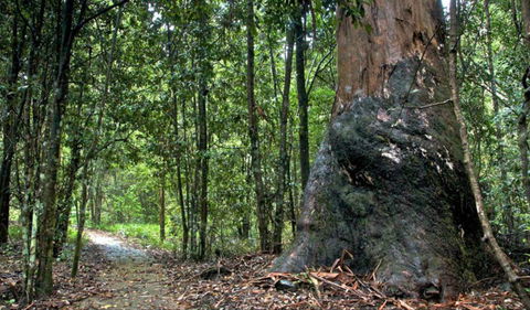 Blue Gum Loop Trail - Cruises Travel 0