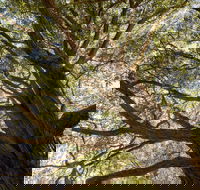 Byarong Park Picnic Area - Travel Agents