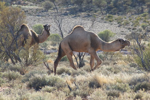 Canning Stock Route - Tourism Guide 0