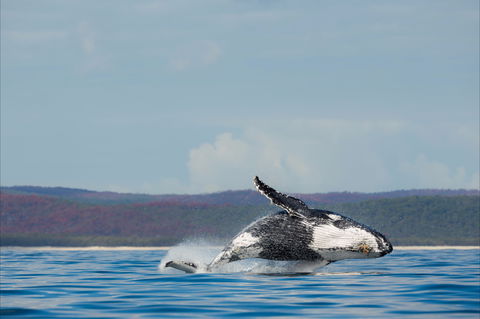 Fraser Coast Region - Cruises Travel 1