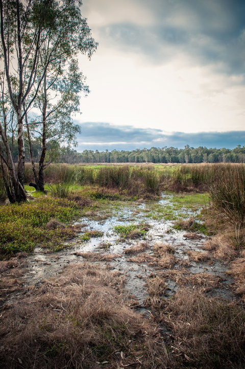 Gemmill Swamp Wildlife Reserve - Tourism Guide 2