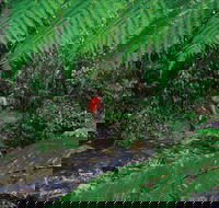 Goldsborough Valley Wooroonooran National Park - Tourism Guide