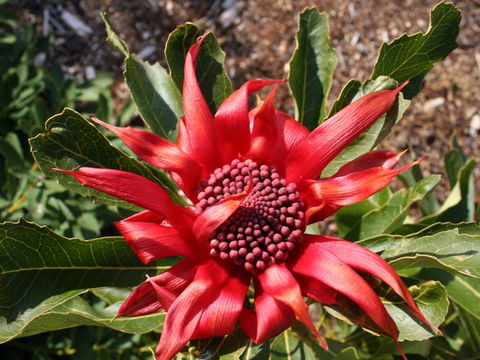 Inverawe Native Gardens - Tourism Guide 0