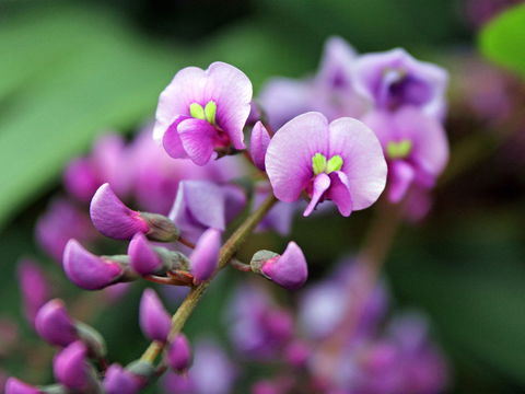 Inverawe Native Gardens - Tourism Guide 2