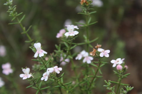 Karlkurla Bushland Park - Tourism Guide 2
