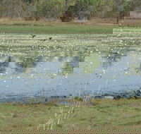 Leaning Tree Lagoon Nature Park - Cruises Travel