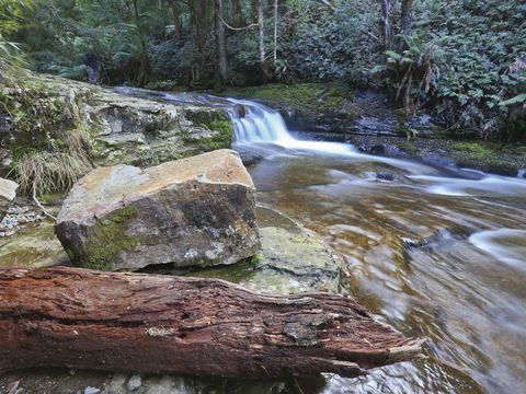 Liffey Falls Reserve - Tourism Guide 0