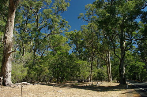 Maidens Tuart Forest - Tourism Guide 0