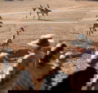 Monarto Safari Park - Tourism Guide