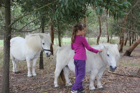 Rain Hayne And Shine Farmyard - Tourism Guide 2