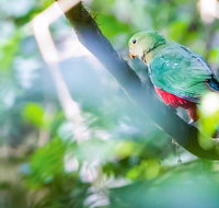 Satinbird Stroll - Tourism Guide