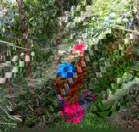 TreeTop Challenge - Sunshine Coast - Tourism Guide
