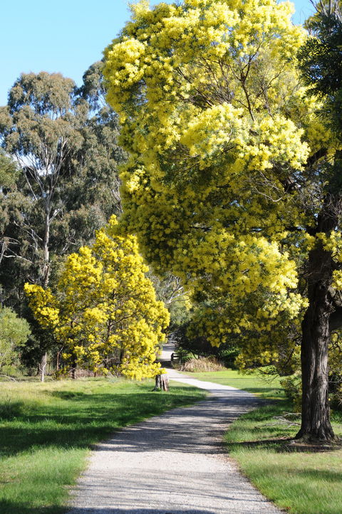 Wattle Park - Tourism Guide 0
