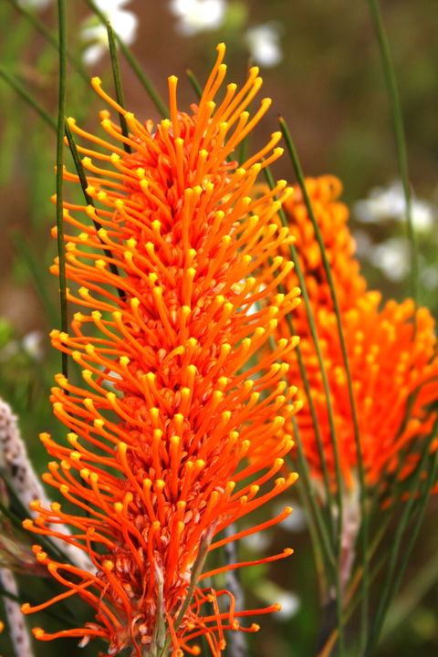 Wongan Hills Wildflowers - Tourism Guide 0