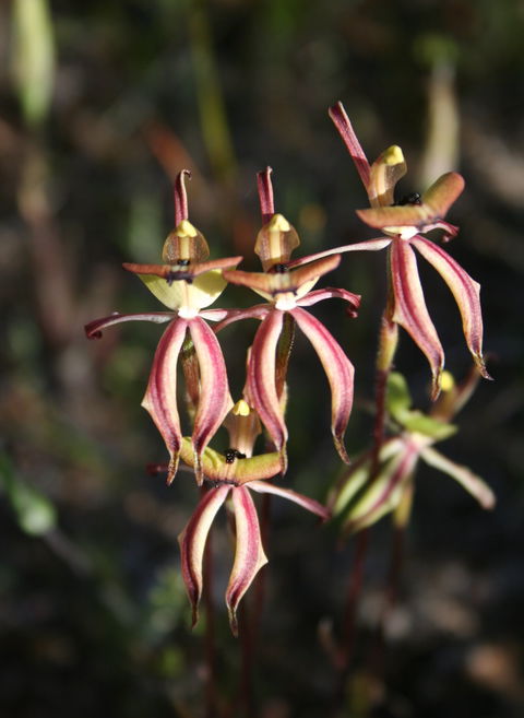 Wongan Hills Wildflowers - Tourism Guide 1
