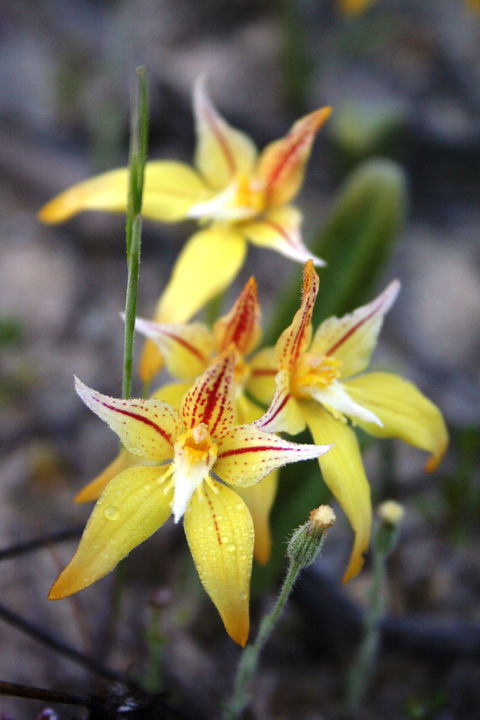 Wongan Hills Wildflowers - Tourism Guide 2