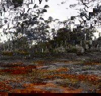 Woylie Walk Dryandra Woodland - Tourism Guide