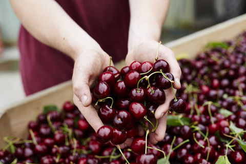 Yarra Valley Cherries - Travel Agents 0