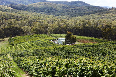 Yarra Valley Cherries - Travel Agents 2