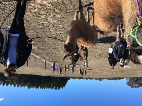 Alpaca Magic Stud - Travel Agents 1