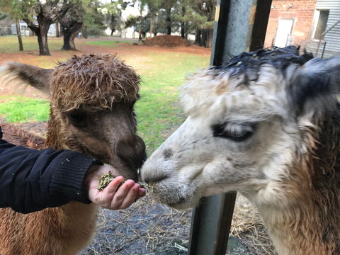 Alpaca Farm Experience At Crookwell - Tourism Guide 0