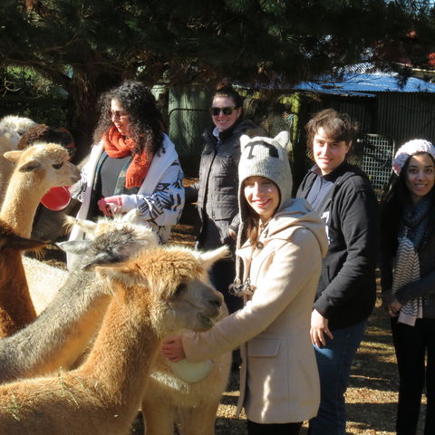 Alpaca Farm Experience At Crookwell - Tourism Guide 2