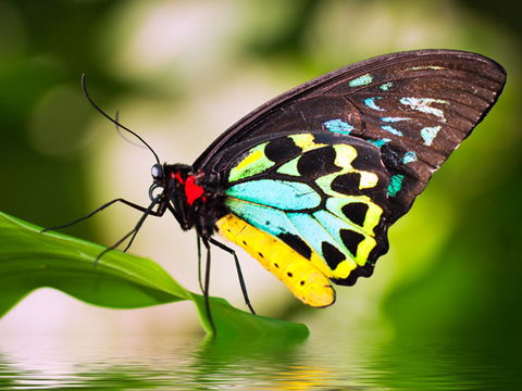 Australian Butterfly Sanctuary - Travel Agents 1