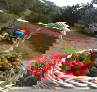 Blue Hills Berries and Cherries - Tourism Guide