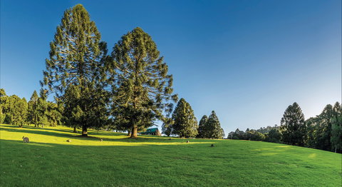 Bunya Mountains National Park - Travel Agents 0