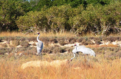 Cape Keraudren Nature Reserve - Tourism Guide 0