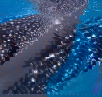 Coastal Water Dive - Tourism Guide