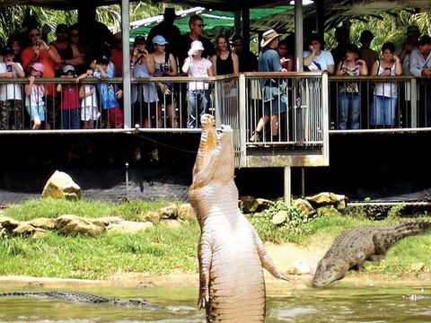 Crocodylus Park And Zoo - Tourism Guide 0