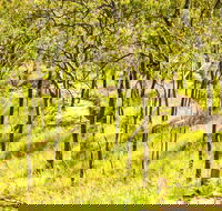 Davies Creek Mountain Bike Park - Tourism Guide