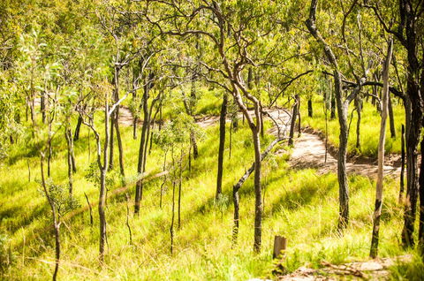 Davies Creek Mountain Bike Park - Tourism Guide 0