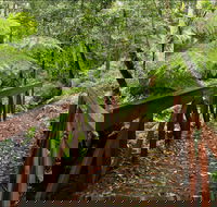 Goodenia Rainforest Walking Track - Tourism Guide