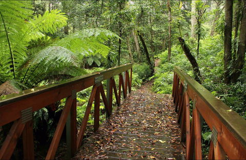 Goodenia Rainforest Walking Track - Tourism Guide 0