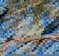 Greenough River Nature Trail - Tourism Guide