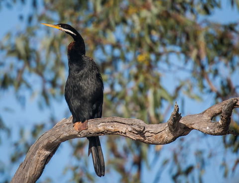 Greenough River Nature Trail - Tourism Guide 0