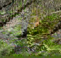 Hopetoun Falls Walking Track - Travel Agents