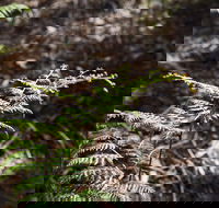 Langwarrin Flora and Fauna Reserve Walking Trails - Tourism Guide