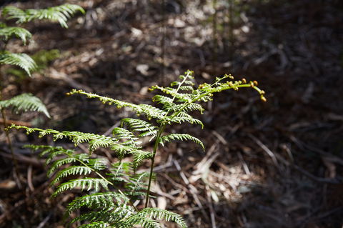 Langwarrin Flora And Fauna Reserve Walking Trails - Cruises Travel 0