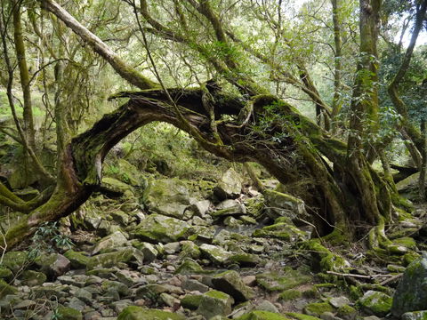 Mitchell River Walking Track - Tourism Guide 0