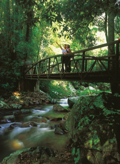 Natural Bridge Circuit, Springbrook National Park - Travel Agents 1