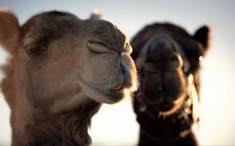 Outback Camel Festival Trail - Tourism Guide 0