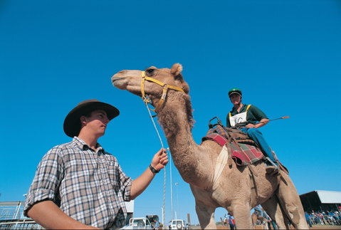 Outback Camel Festival Trail - Tourism Guide 1