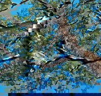 Ridge Walking Track - Tourism Guide