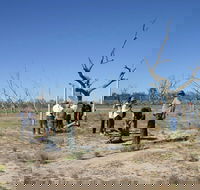 Sturt's tree walk - Tourism Guide