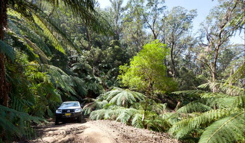 Wadbilliga Road Drive - Tourism Guide 0