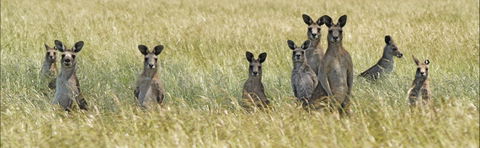 Woodlands Historic Park - Tourism Guide 0