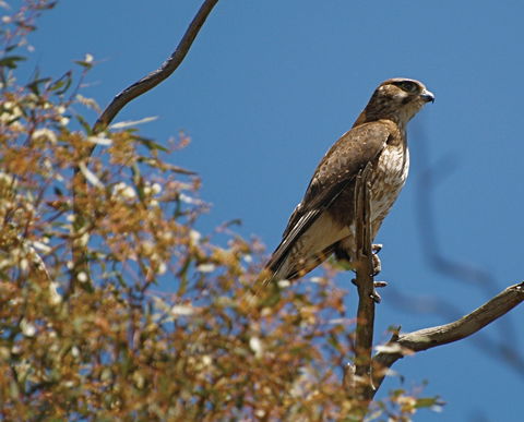 Woodlands Historic Park - Tourism Guide 1